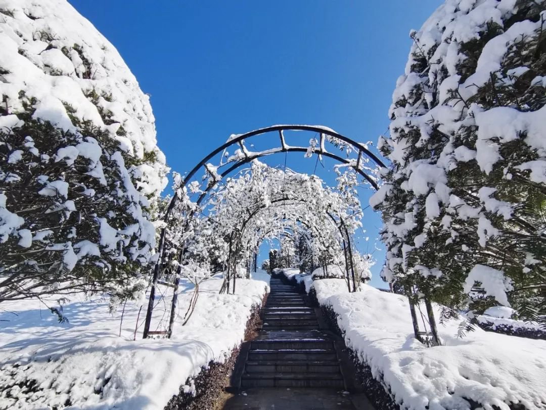 雪落玉龙，三冬含暖。
