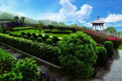 逾越生死的绿色桥梁